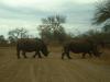 Носороги, парк Крюгера