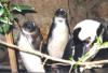 Колония пингвинов в Саймонс-Тауне