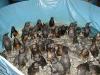 Загрязненные пингвины