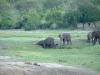Слон купается в грязи (парк Чобе, Ботсвана)